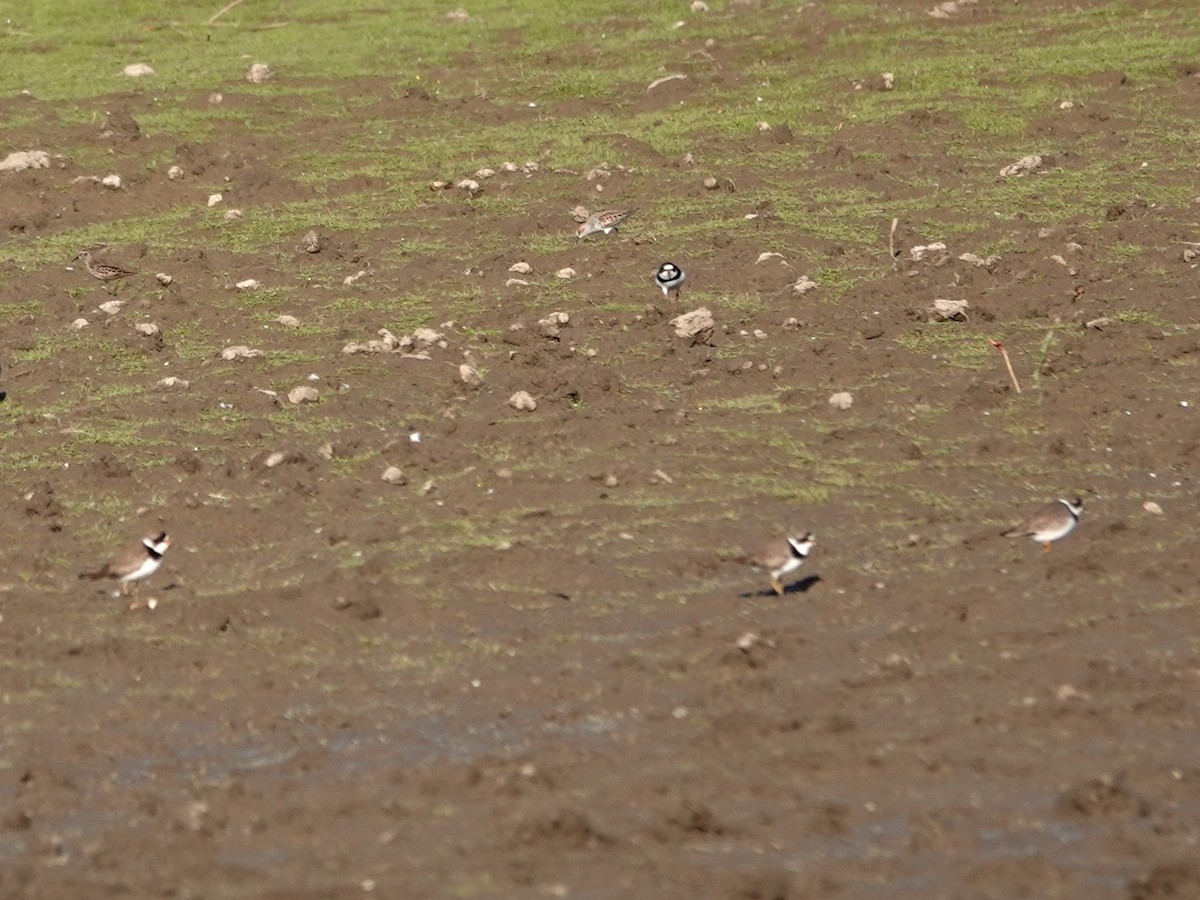 Semipalmated Plover - Norman Uyeda