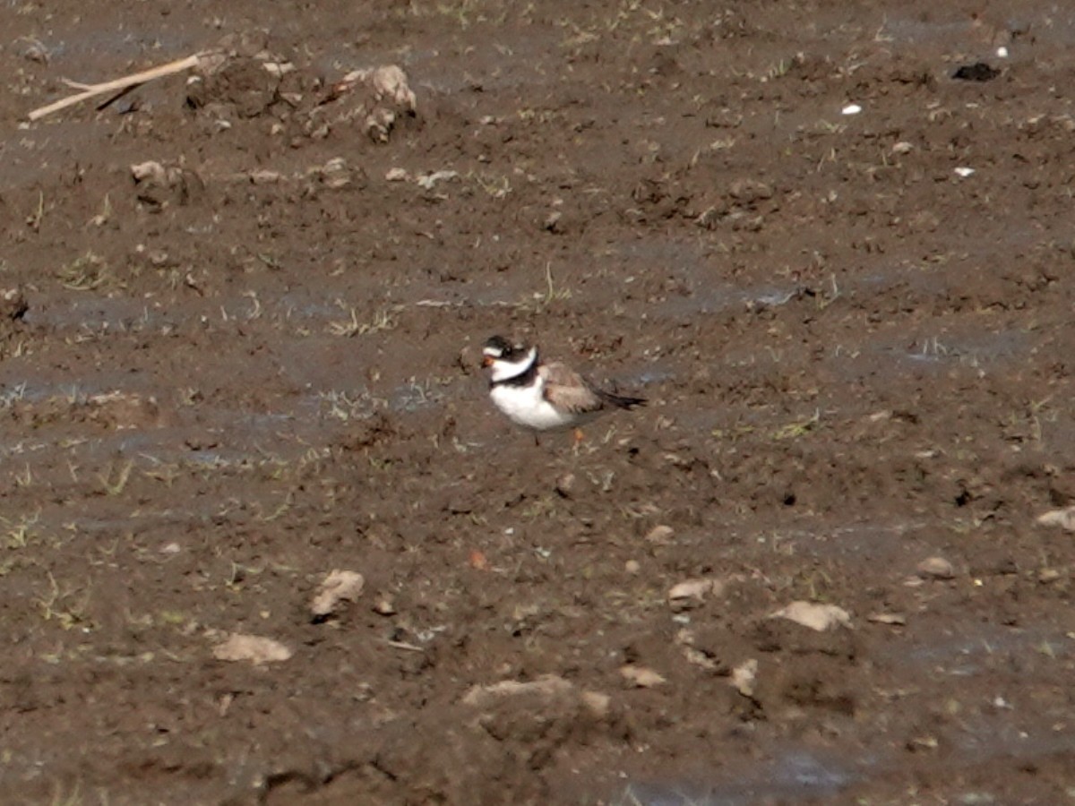 Semipalmated Plover - ML618226287