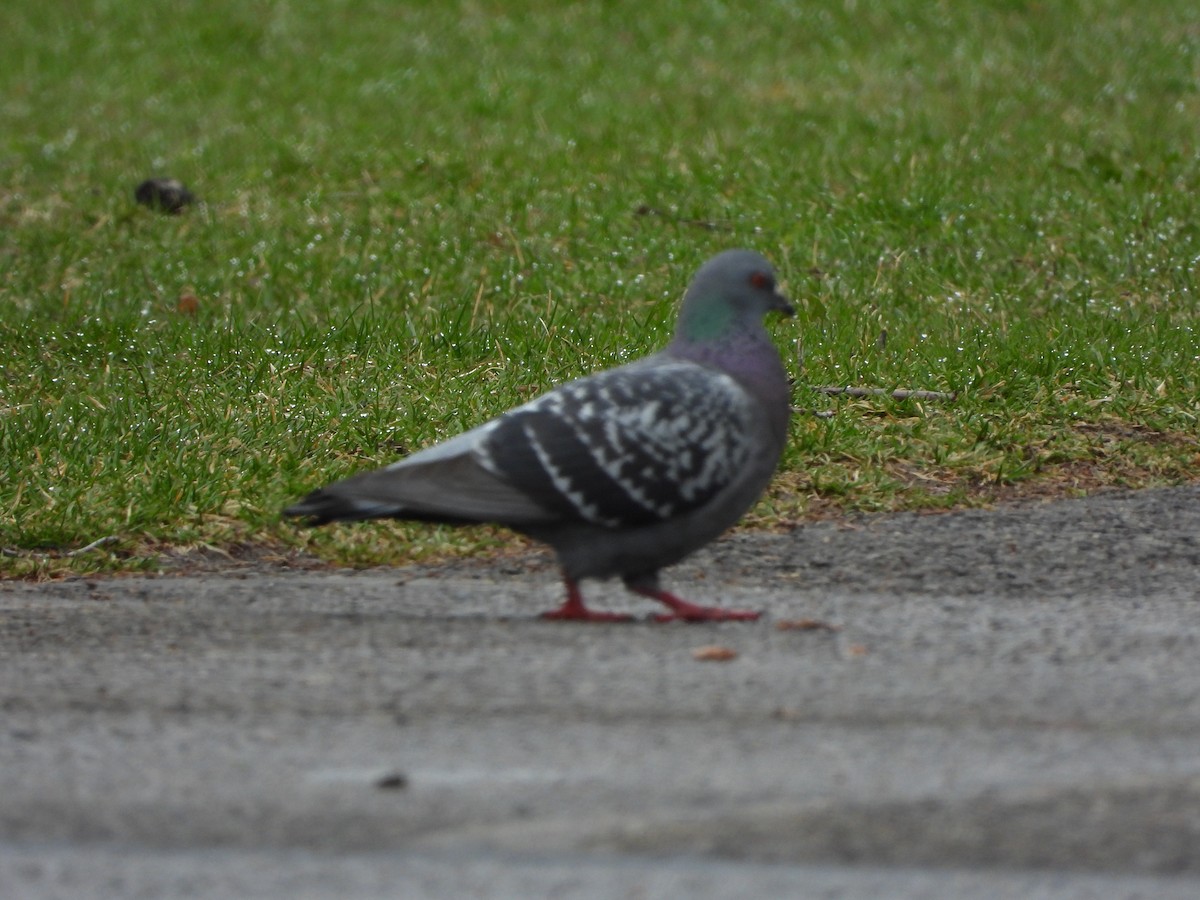 Rock Pigeon (Feral Pigeon) - ML618226293