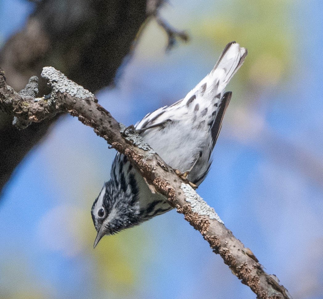 Black-and-white Warbler - ML618226309
