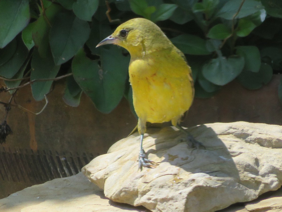 Orchard Oriole - ML618226320