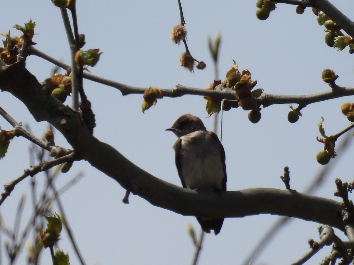 Northern Rough-winged Swallow - ML618226332