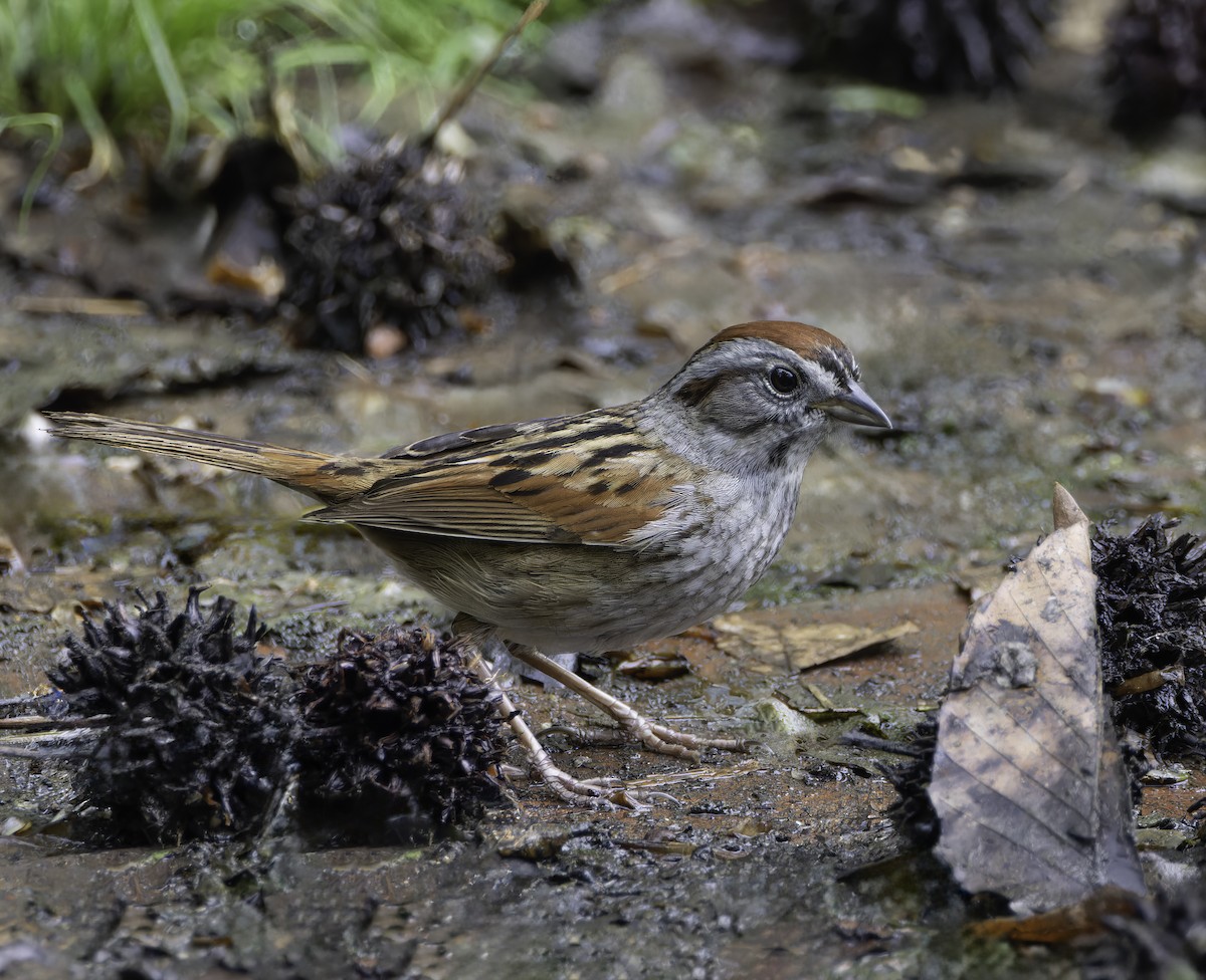 Swamp Sparrow - ML618226359