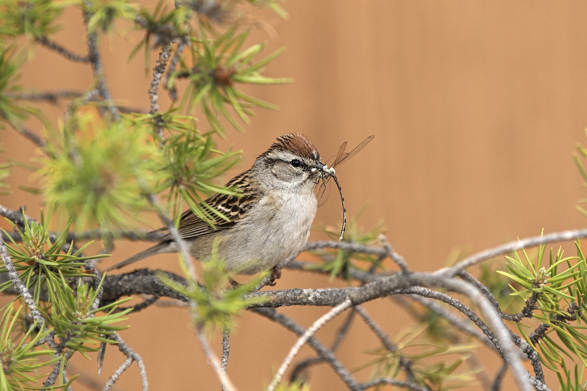 Chipping Sparrow - ML618226364