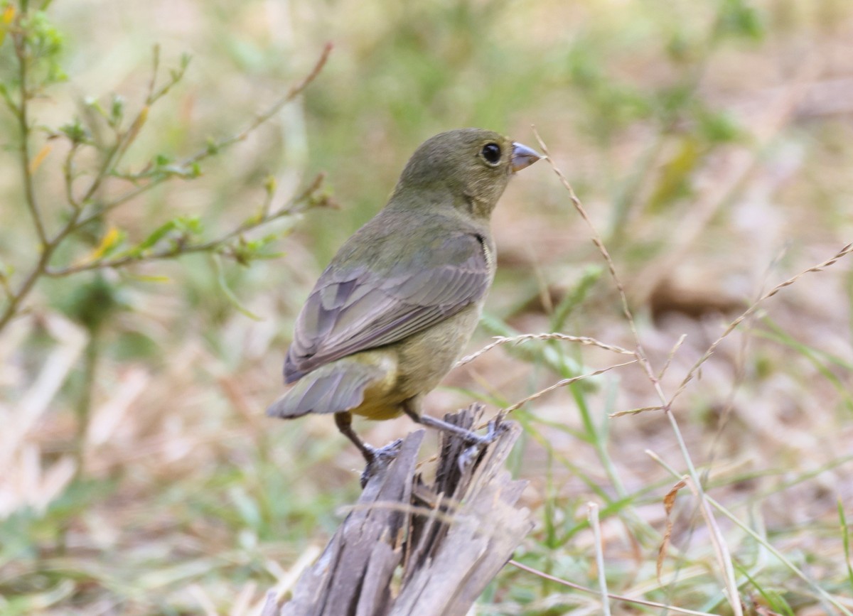 Painted Bunting - ML618226371