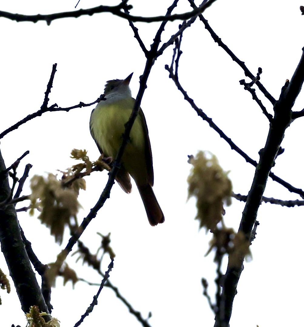 Great Crested Flycatcher - ML618226401