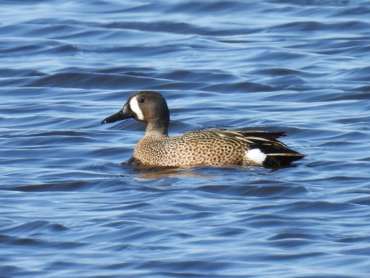 Blue-winged Teal - ML618226409