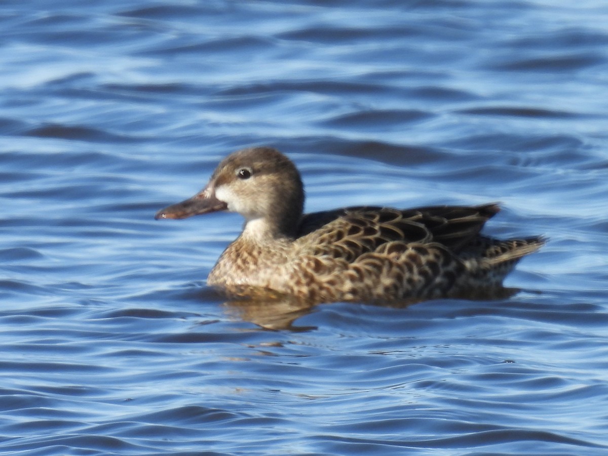 Blue-winged Teal - ML618226410