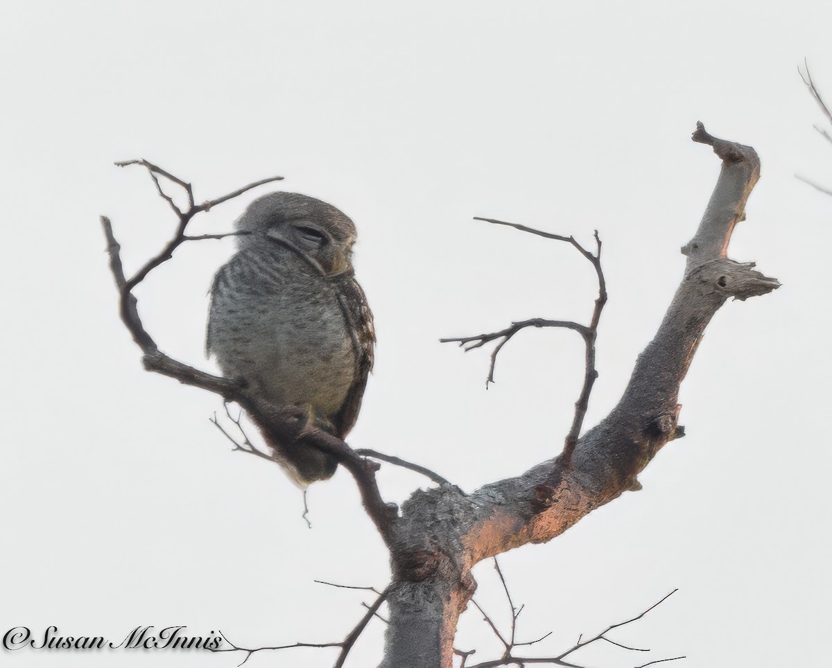 Spotted Owlet - ML618226411