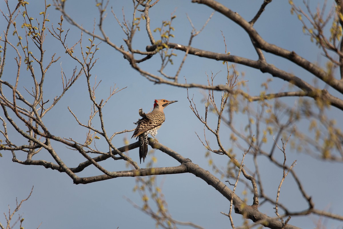 Northern Flicker (Yellow-shafted) - ML618226413