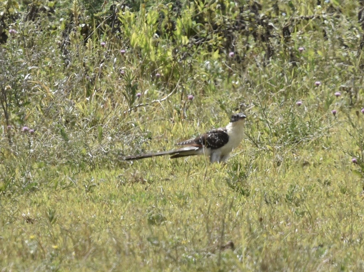 Great Spotted Cuckoo - ML618226432