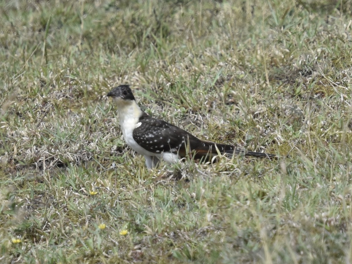 Great Spotted Cuckoo - ML618226433