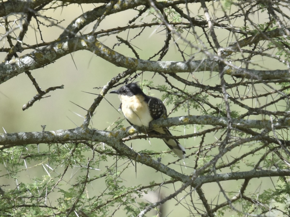 Great Spotted Cuckoo - ML618226434