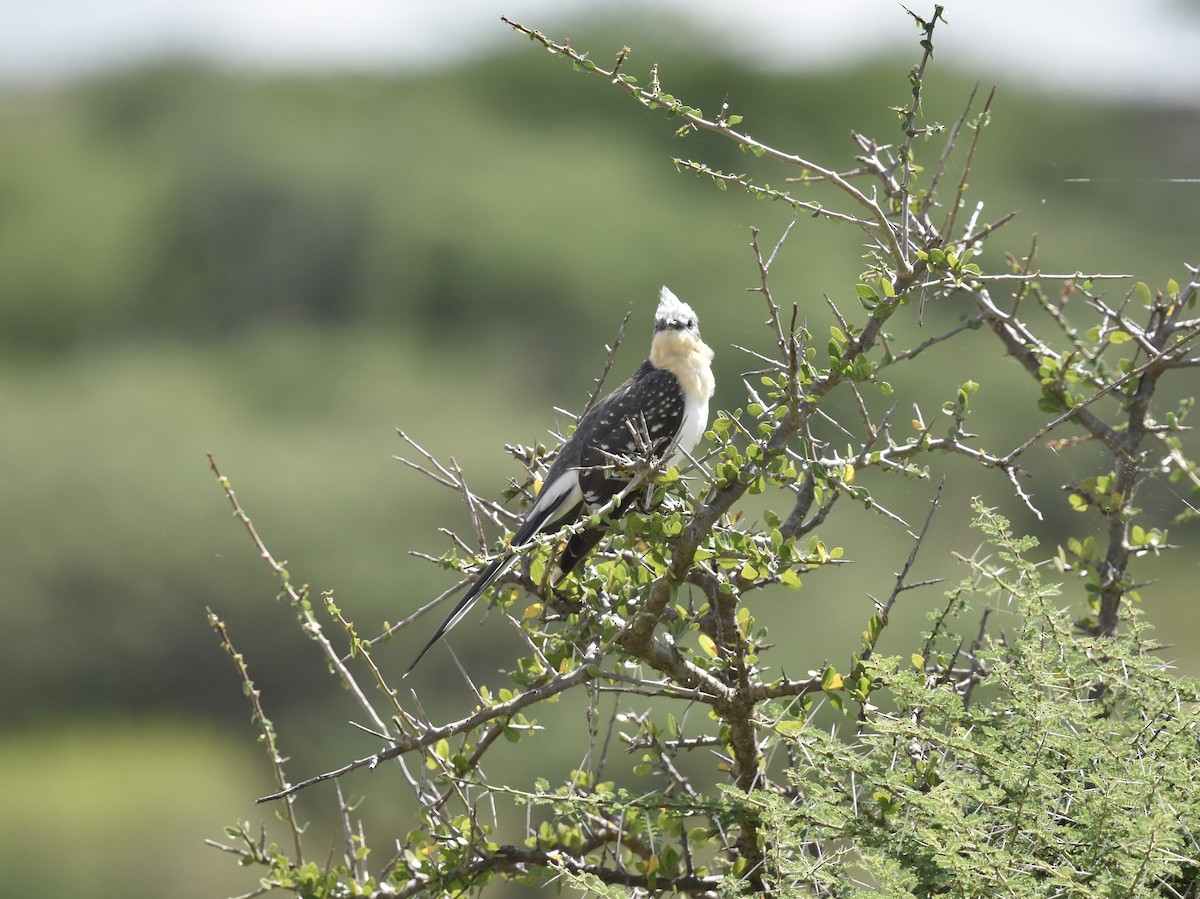 Great Spotted Cuckoo - ML618226435