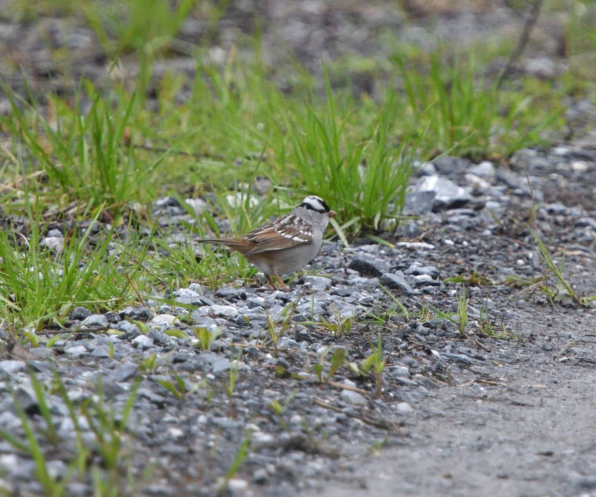 White-crowned Sparrow - ML618226454