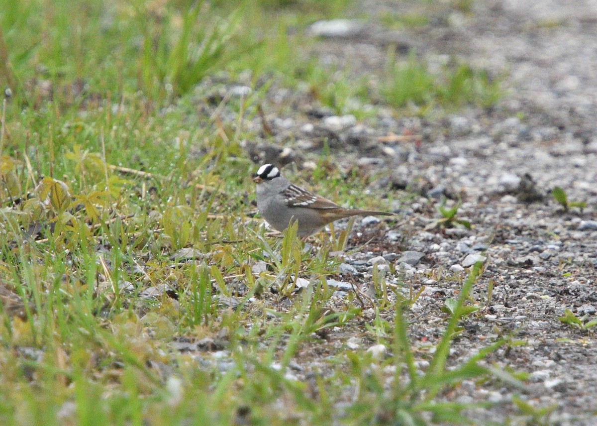 White-crowned Sparrow - ML618226456