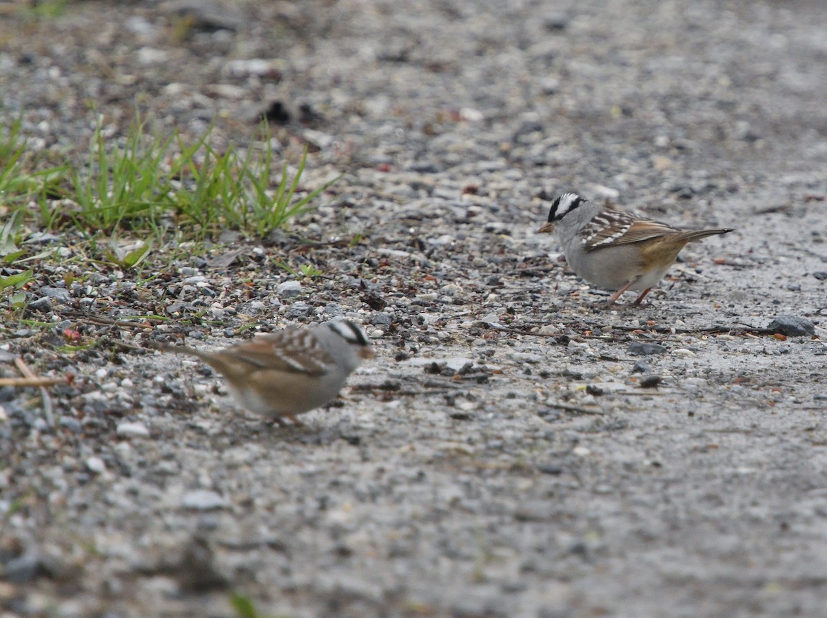 White-crowned Sparrow - ML618226458