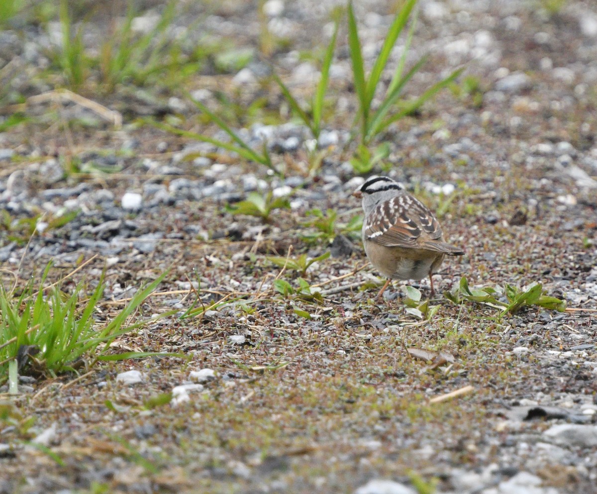 White-crowned Sparrow - ML618226459
