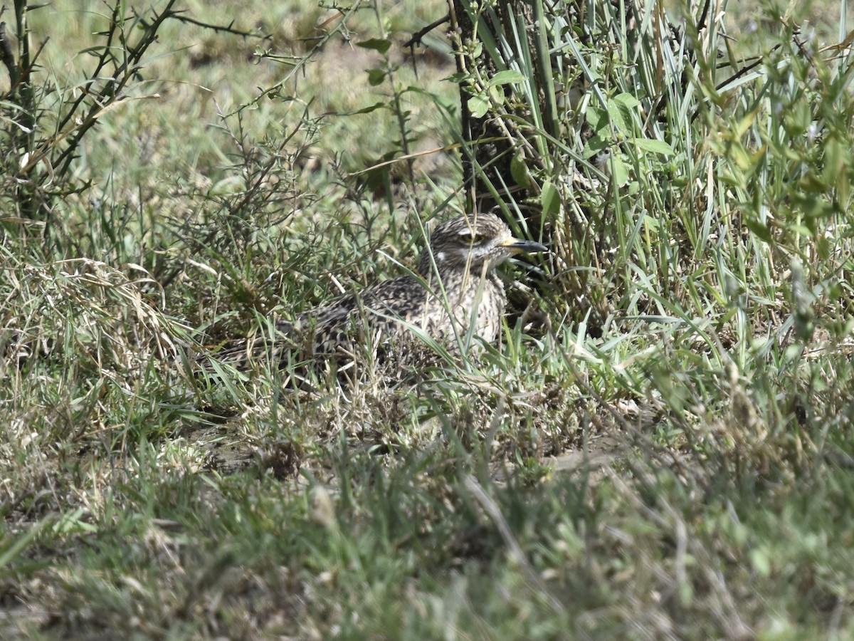 Spotted Thick-knee - ML618226478