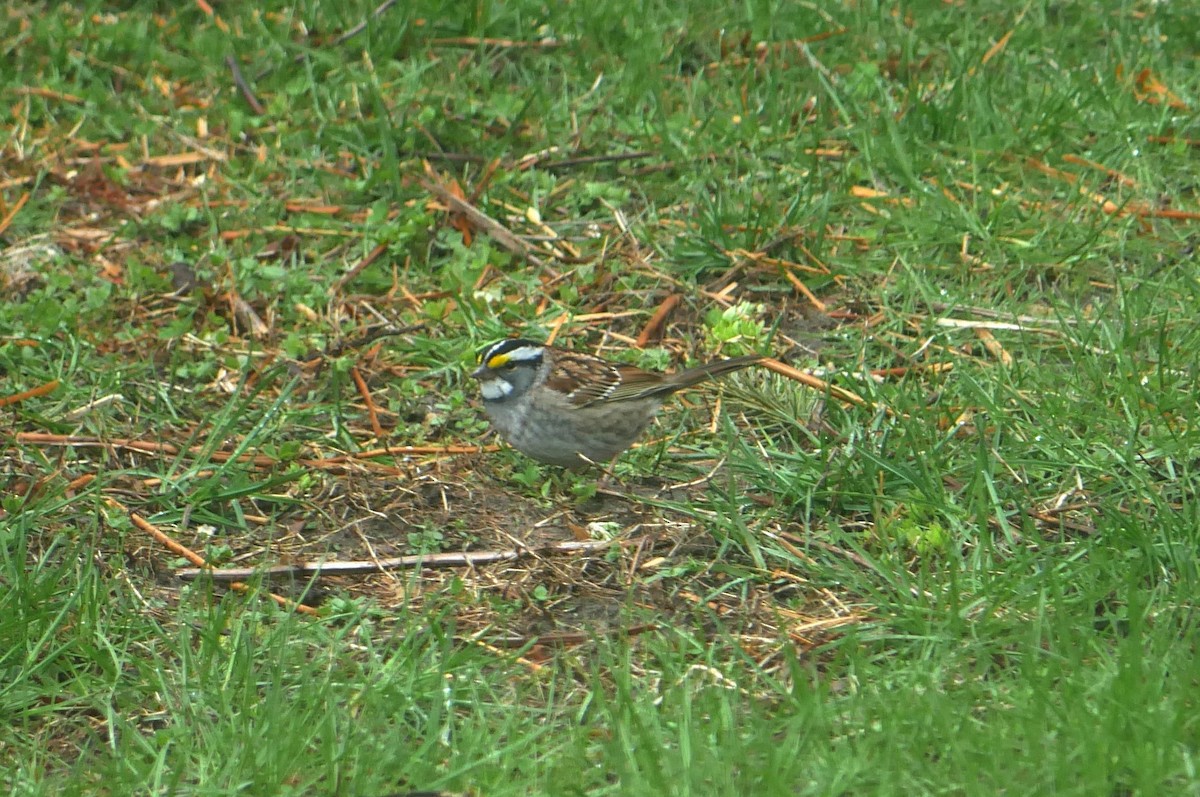 White-throated Sparrow - Francine Tanguay