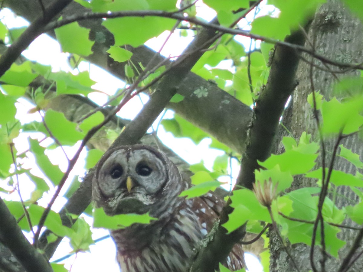 Barred Owl - Roy Howard