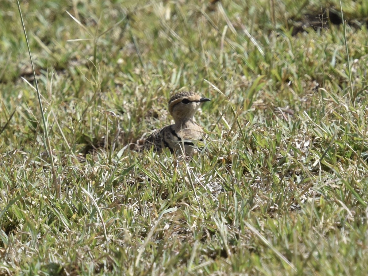 Double-banded Courser - ML618226537