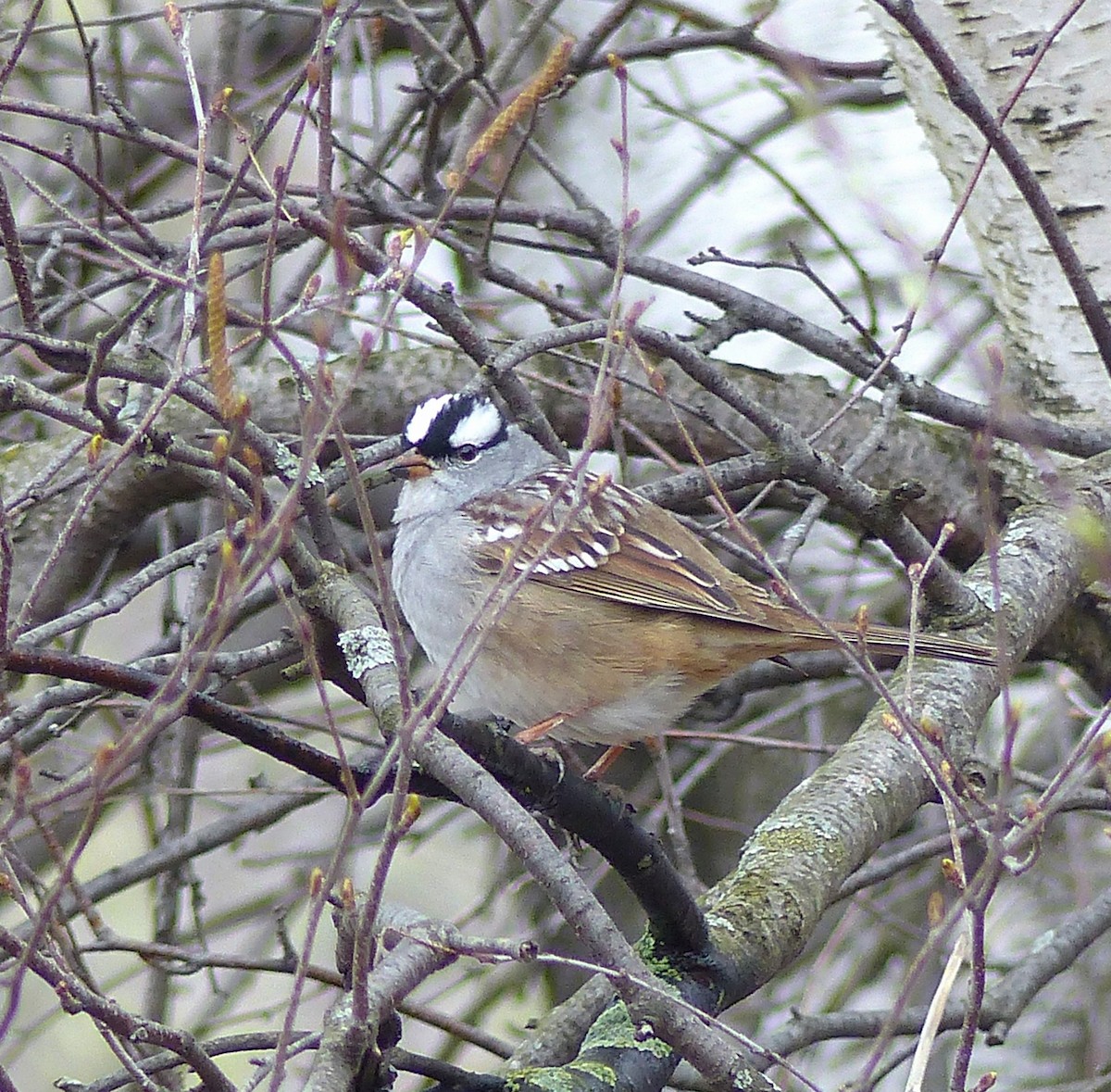 White-crowned Sparrow - ML618226550