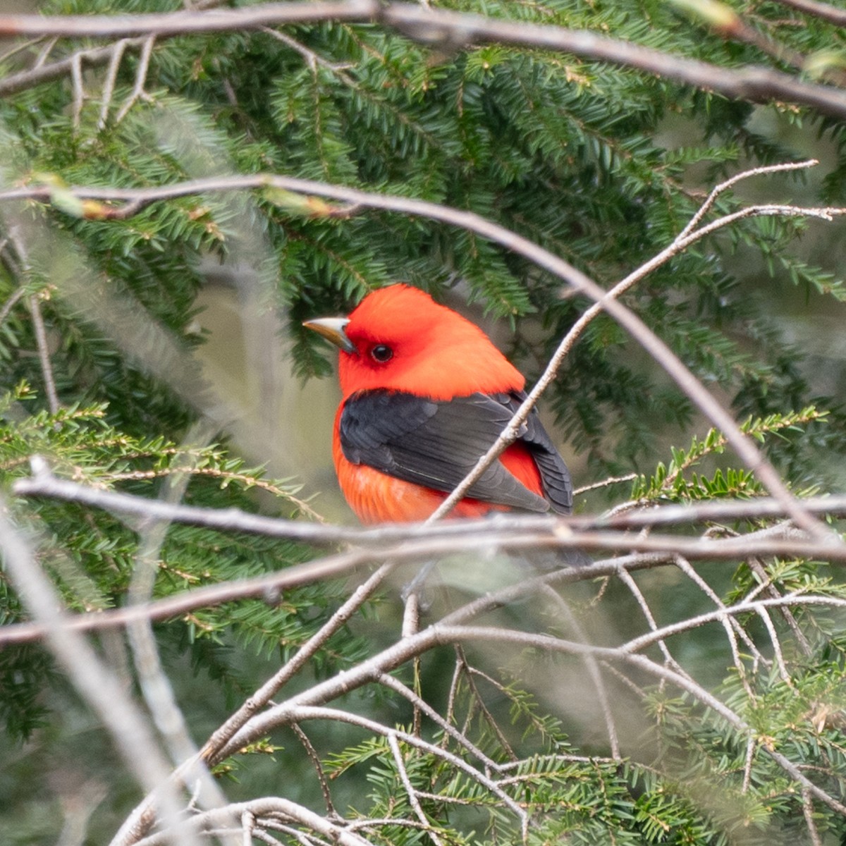 Scarlet Tanager - Debbie Rittall