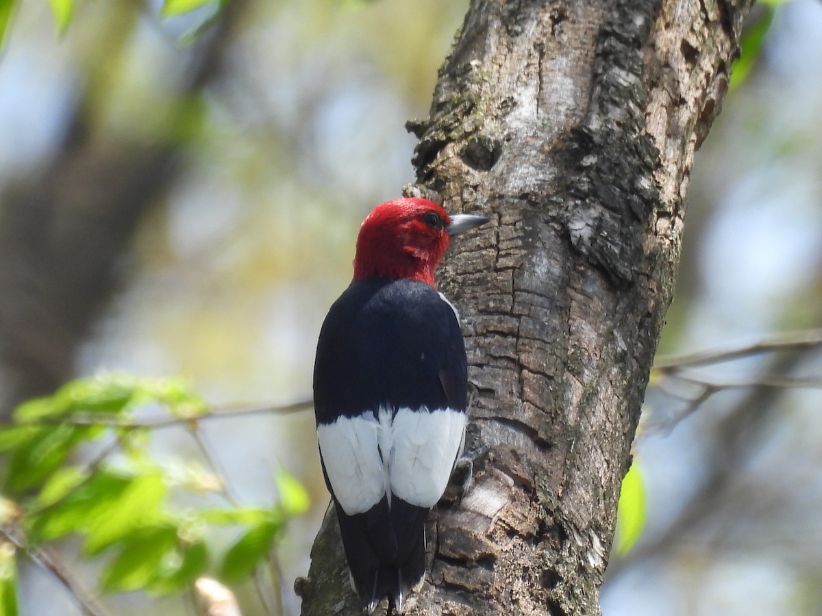 Red-headed Woodpecker - ML618226601
