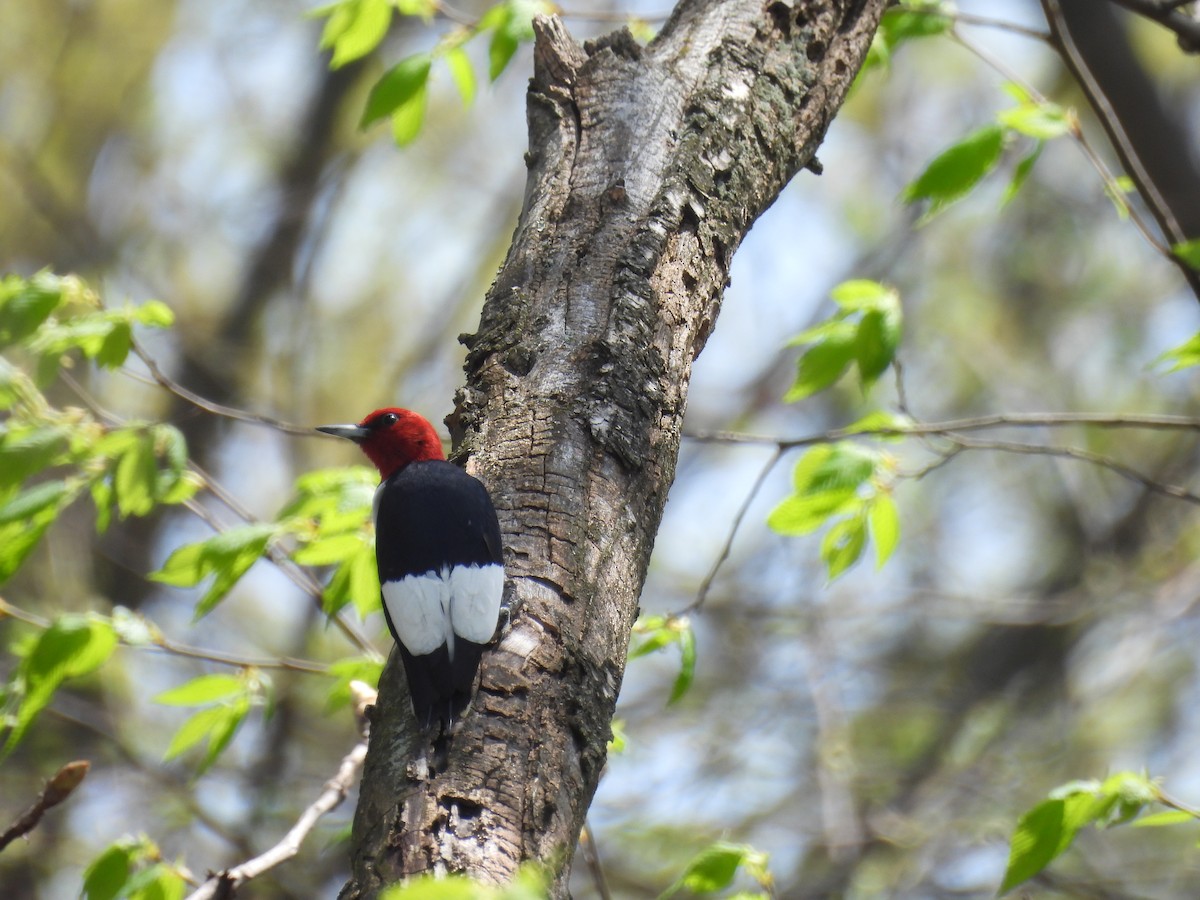 Red-headed Woodpecker - ML618226602
