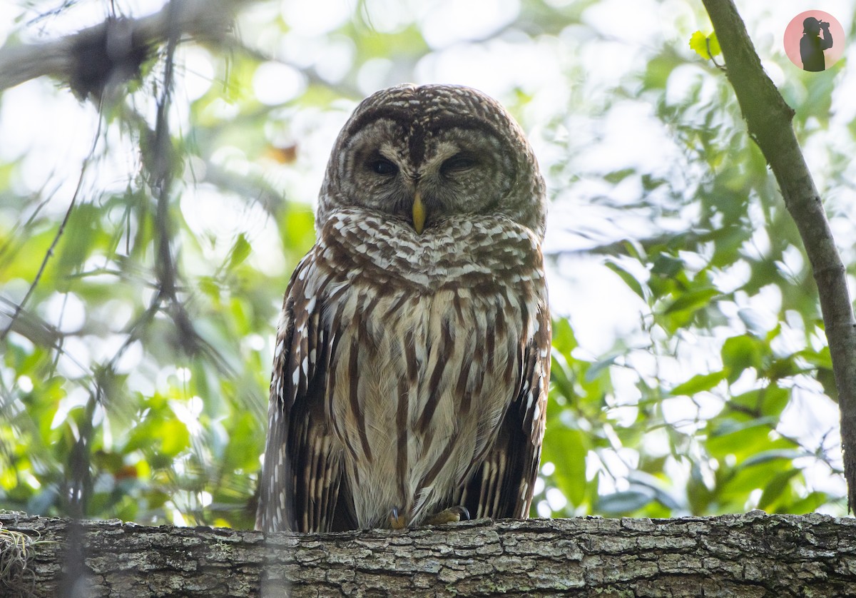Barred Owl - ML618226615