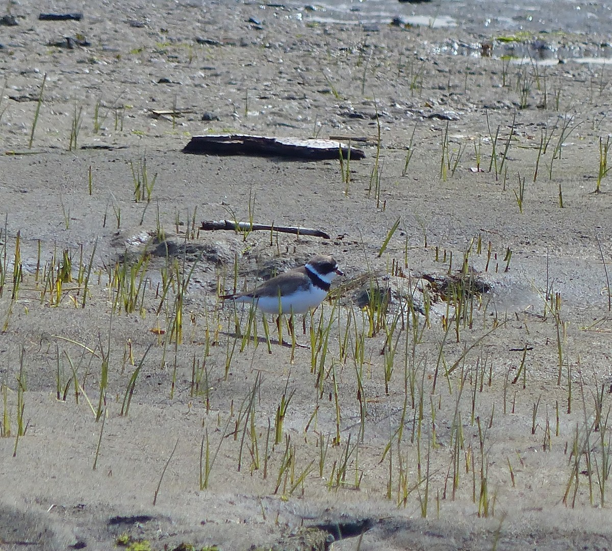 Semipalmated Plover - ML618226633