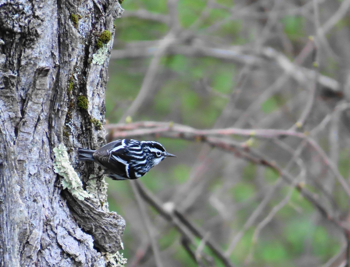 Black-and-white Warbler - ML618226642
