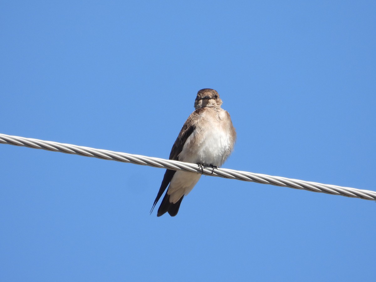Northern Rough-winged Swallow - ML618226675