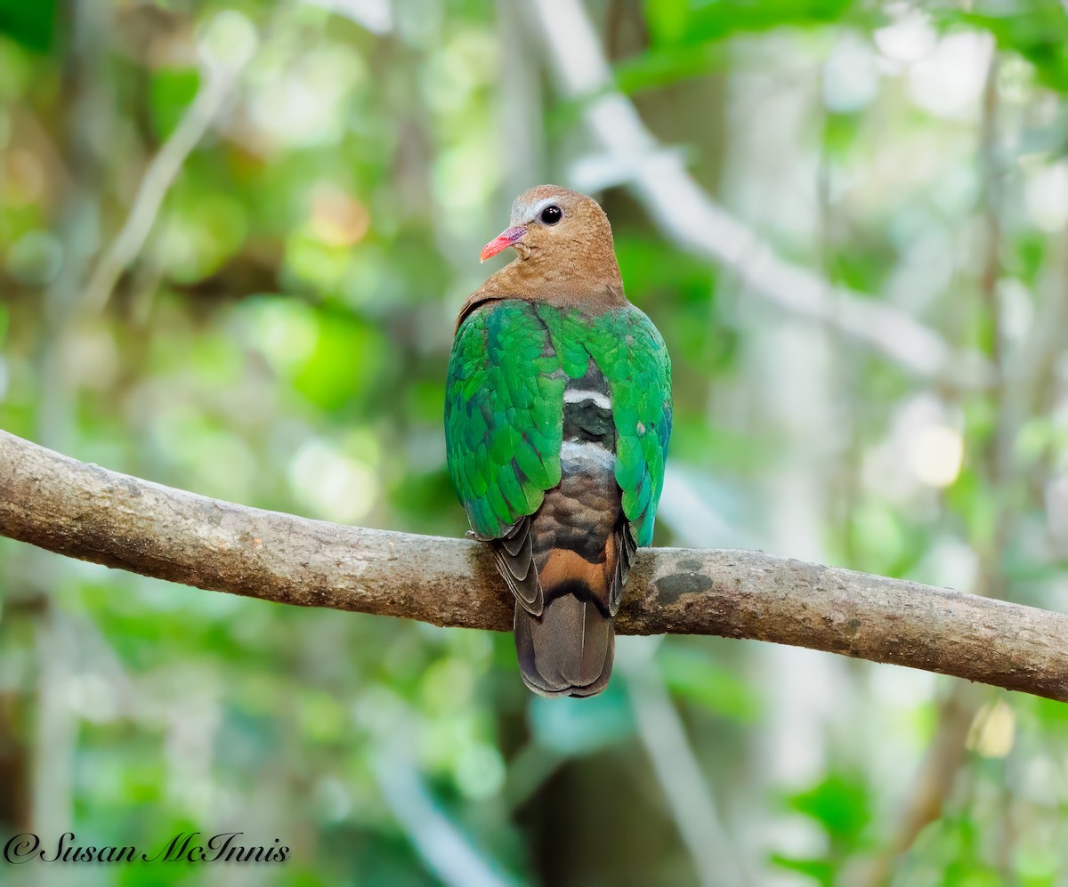 Asian Emerald Dove - ML618226677