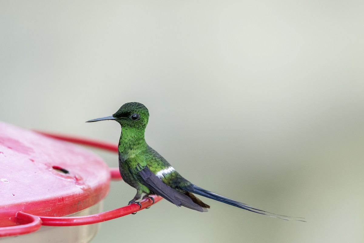 kolibřík trnoocasý - ML618226683