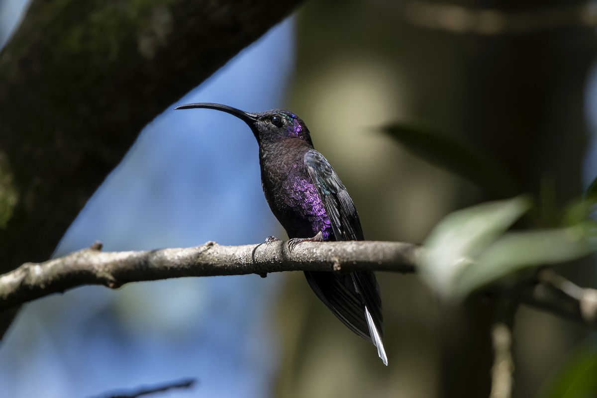 kolibřík fialkový - ML618226692