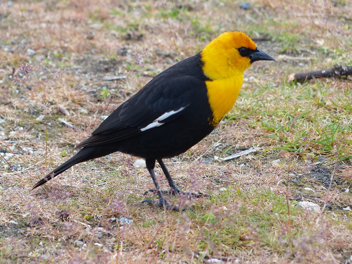 Yellow-headed Blackbird - ML618226698