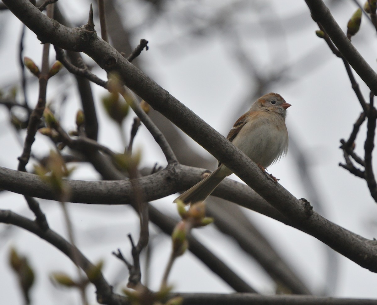Field Sparrow - ML618226710