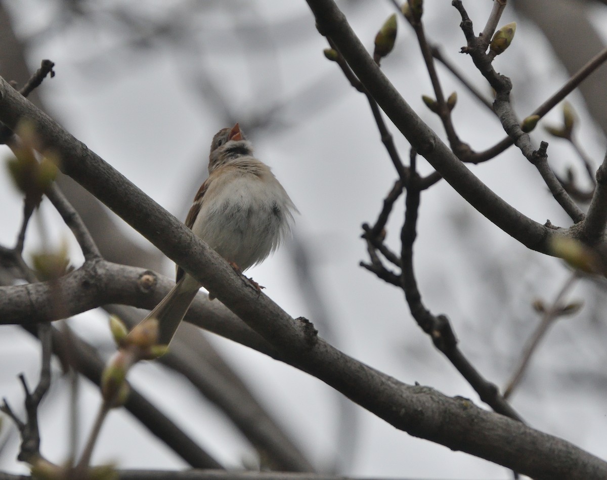 Field Sparrow - ML618226711