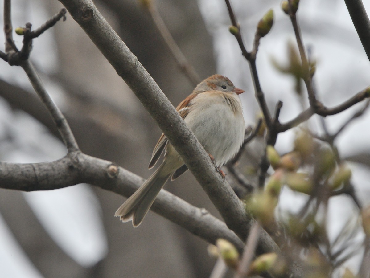 Field Sparrow - Louis Lemay
