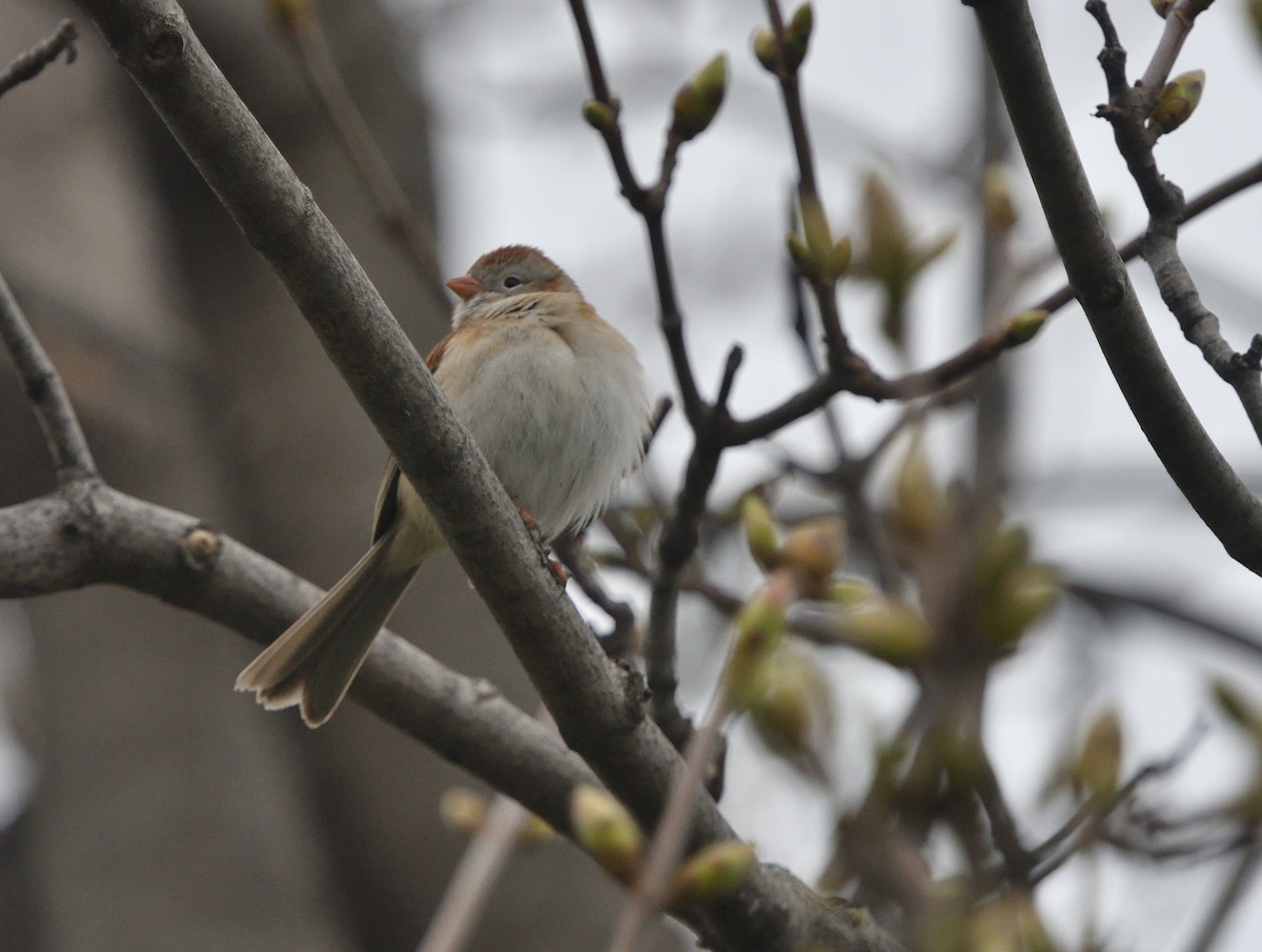 Field Sparrow - ML618226713