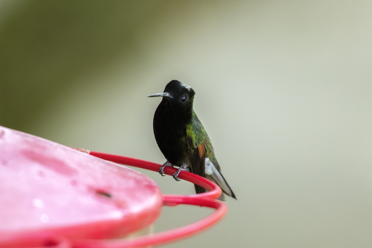 Black-bellied Hummingbird - Adam Wilson