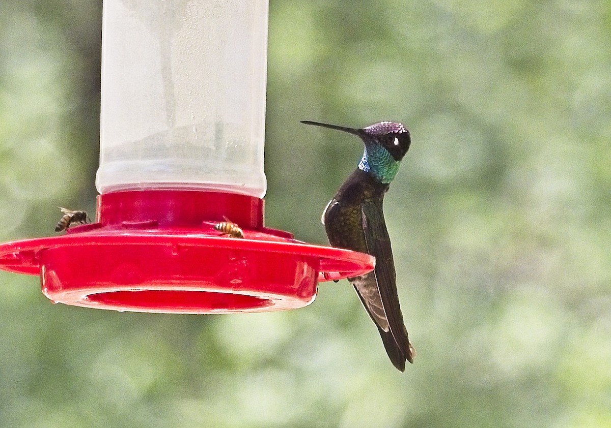 Rivoli's Hummingbird - ML618226725