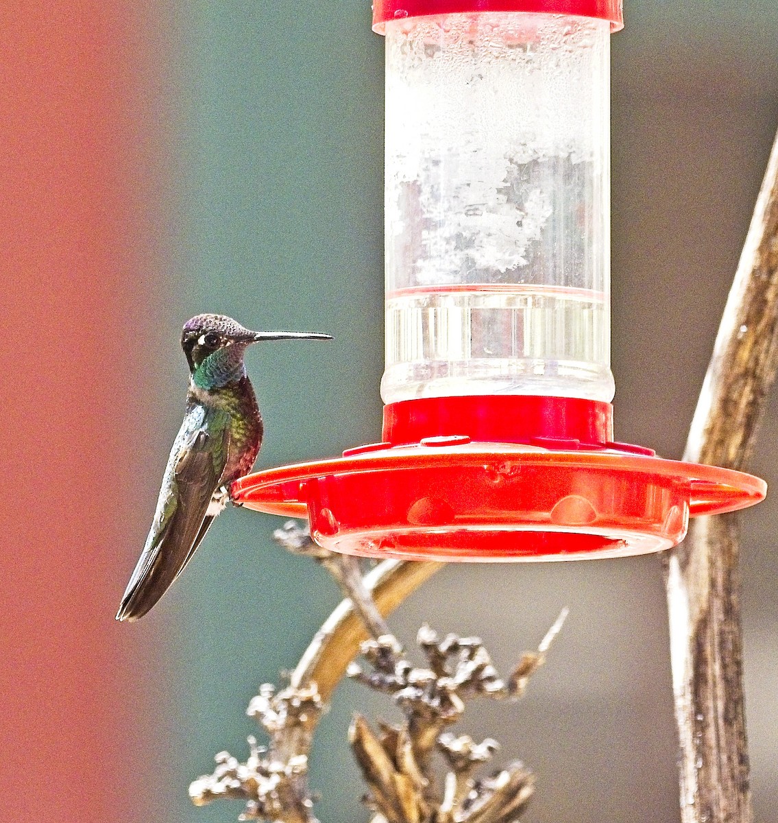 Rivoli's Hummingbird - ML618226726