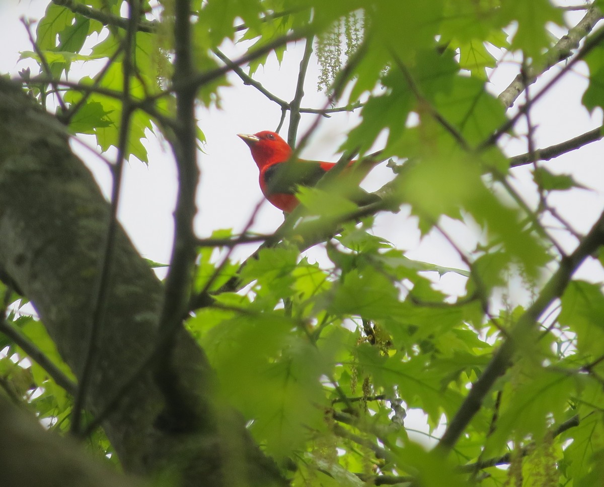 Scarlet Tanager - ML618226738