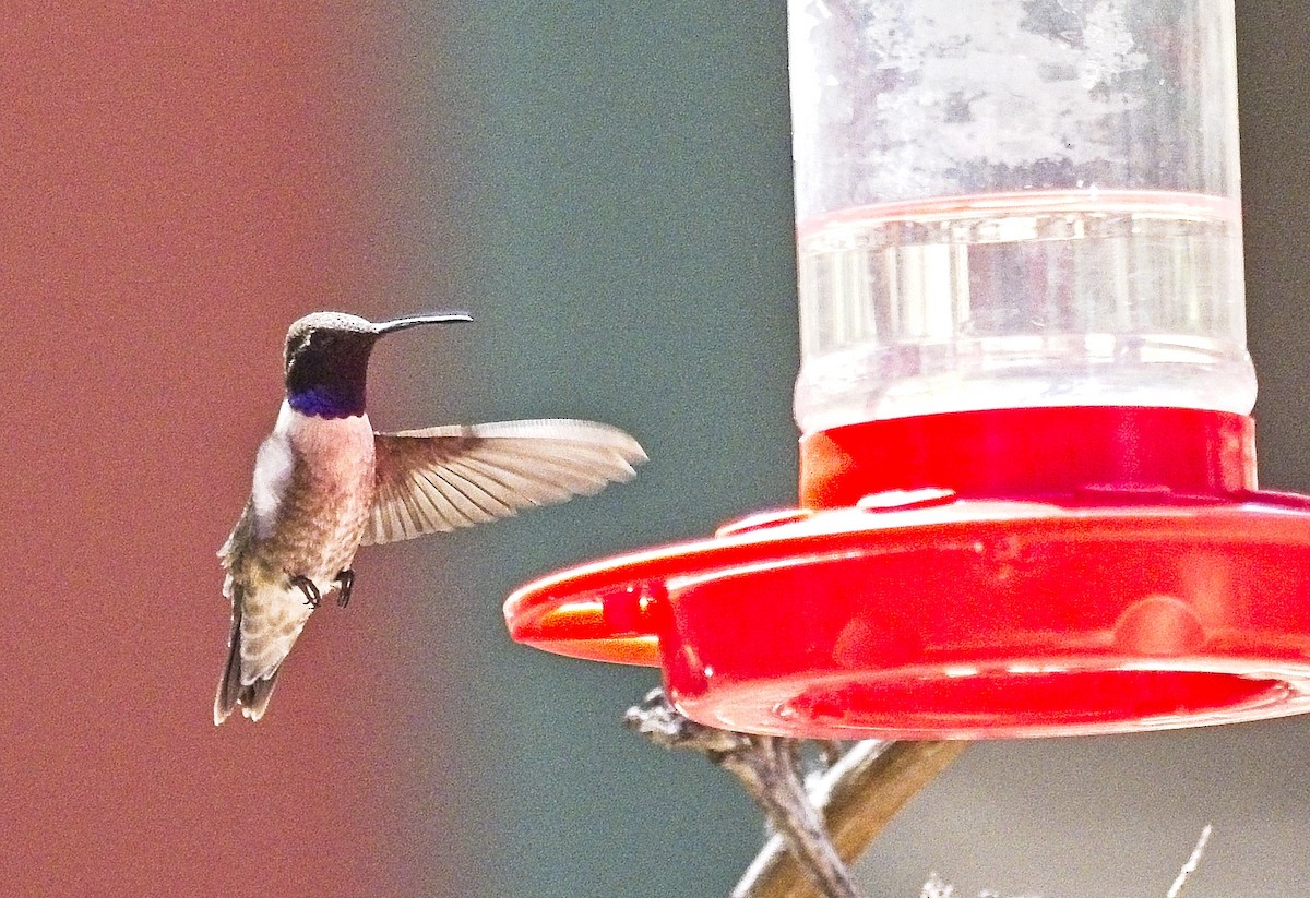 Black-chinned Hummingbird - ML618226747