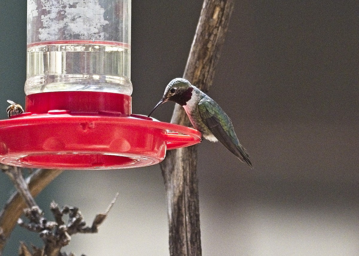 Black-chinned Hummingbird - Daniel Richards