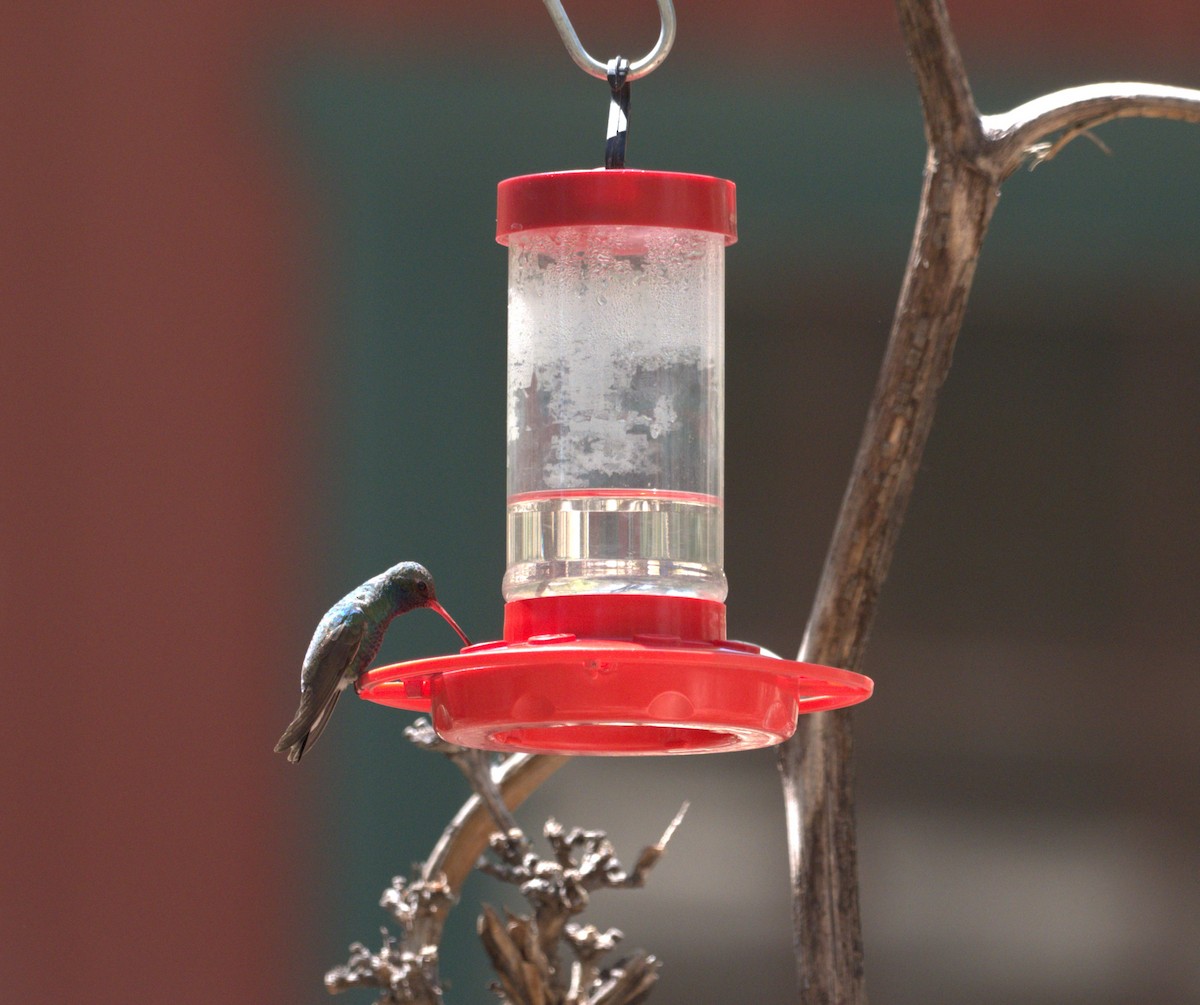 Broad-tailed Hummingbird - ML618226755