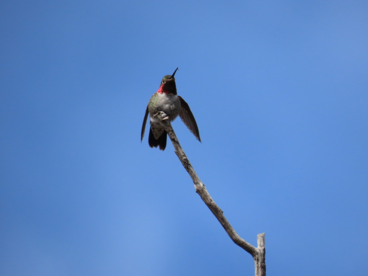 Broad-tailed Hummingbird - Annette Megneys
